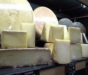'최악 가뭄' 프랑스..전통 치즈 생산 중단