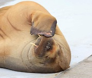 노르웨이 바다코끼리 '프레야'..'안전위협' 판단에 결국 안락사