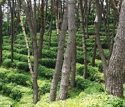 익산 웅포 '국립치유의숲' 12월 착공..주제는 '녹차+한방'