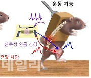 신경 마비된 쥐 다리 움직였다..이태우 서울대 교수팀, 인공신경 개발