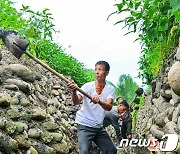 폭우 피해 막기 위해 물도랑 정리하는 북한 농민들