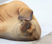 노르웨이 바다코끼리 '프레야' 관광객 많아진 탓에 '안락사'