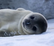 젖 뗀 새끼가 무려 110kg, 남극 물범의 모유가 특별한 이유