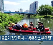 온천천 물고기 집단 폐사.."용존산소 부족 탓"