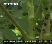 돌발해충 '극성'..수확기 농촌 골칫거리