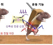 "하반신 마비 쥐가 러닝머신 위를 걷는다"..이태우 서울대 교수팀 '인공 신경' 논문 네이처지 등재