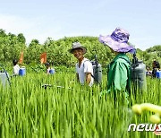 추수 앞둔 북한, 과학적 비배관리로 수확량 확대에 집중