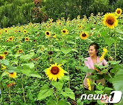 북한, '해바라기' 농사 독려.."재배 면적 계속 확대"