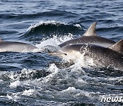 '우영우 신드롬'에 장생포 고래문화특구 하루 방문객 기록 경신