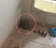 세 밀린 집서 발견된 고양이 백골..학대 신고하자 경찰 "폐기물, 버려라"