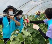 [사진뉴스] 농식품부 호우피해 충남 농가서 일손돕기