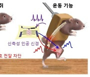 인공 신경으로 척수 손상된 쥐 다리 움직였다