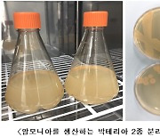 수소-질산염, 암모니아 만드는 박테리아 분리..탄소중립 기대