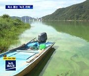 [집중취재M] "녹조 라테가 된 낙동강". 깔따구·독성물질이 식수원 위협