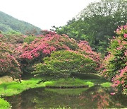 [사진] 한폭의 수채화.. 배롱꽃 만발한 담양 명옥헌원림