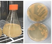 녹조 원인 물 속 질산염으로 암모니아 만드는 박테리아 발견