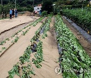 강원농업기술원, 폭우 따른 작물 피해 최소화 농가 당부