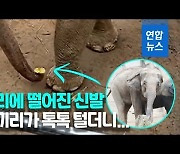 [영상] 코끼리 우리에 떨어진 꼬마의 신발..잠시 후 '놀라운 반전'