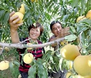 [PRNewswire] Xinhua Silk Road "중국 멍인현 복숭아 농부들, 복숭앗빛 생활 누려"
