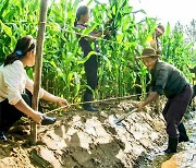 북한 농민들, 알곡 증산에 박차.."계획 반드시 완수"
