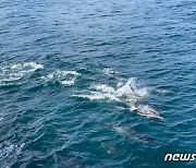 울산 고래바다여행선, 올해 7번째 참돌고래떼 발견