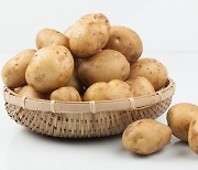 농식품부, 가을·시설 감자 수매 위한 사전약정 첫 돌입