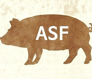 강원 양구 돼지농장에서 아프리카돼지열병(ASF) 발생..5월 이후 석달만