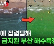 [스브스뉴스] 녹조 범벅된 부산 다대포 해수욕장 근황; 녹조 섞인 바다에 절대 들어가지 마세요