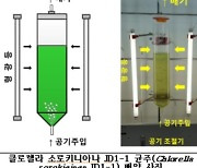 수질 개선하고 바이오연료로 활용..호남권자원관, 미세조류 발견