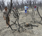 Algeria Wildfires