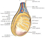 잠복고환, 무엇이 문제일까요? [의사에게 듣는 '질환' 이야기]
