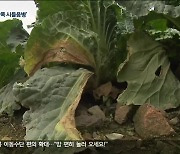 '반쪽 시들음병' 확산..대책 없어