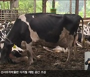 우유 원유 가격, 음용과 가공으로 이원화..농민 반발