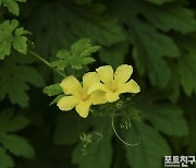 [포토친구] 여주 꽃