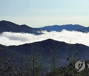 운해에 묻힌 고원 도시 태백