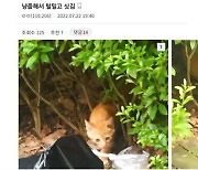 "털바퀴, 해치겠다".. 고양이 학대 사진 인터넷 올린 남성의 최후