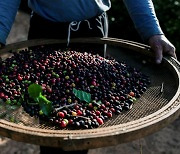 가뭄·서리에 브라질 커피 수확 '뚝'..커피값 더 오른다