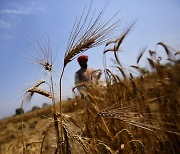 세계 2위 밀 생산국 인도 "밀 재고 충분"..수입 검토 보도 반박