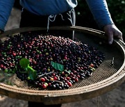 국제 커피 가격 더 오를 듯, 브라질 커피 흉작 영향