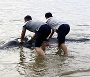 여수 해수욕장에 고래 떠밀려와..바다로 무사 귀환