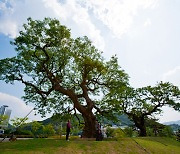 [고규홍의 큰 나무 이야기] 2억5000만원 들인 팽나무의 이사