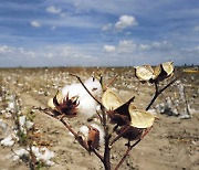 텍사스 '기록적 가뭄'에 면화값 급등