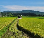 보성 '웅치 올벼쌀' 올해 첫 수확