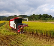 울진군, 추석 앞두고 계약재배 조생종 벼 '첫 수확'