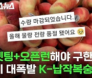 [스브스뉴스] 개발만 20년, 품종은 500종? K-복숭아의 이유 있는 떡상