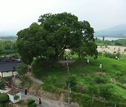 500살 '우영우' 팽나무 천연기념물 된다