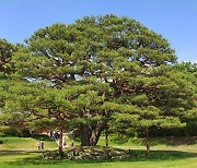 청와대 녹지원 반송·상춘재 말채나무 등 천연기념물 된다