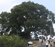 드라마 속 마을 지켜낸 '우영우 팽나무' 천연기념물 된다