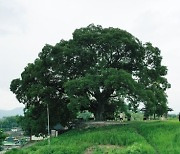 500살 '우영우 팽나무', 천연기념물 된다
