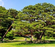 청와대 녹지원 반송·상춘재 말채나무 등 천연기념물 지정예고